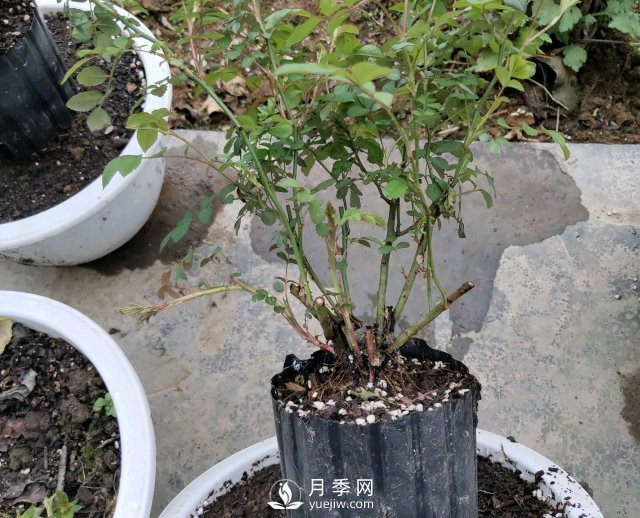 薔薇根嫁接的月季會(huì )長(cháng)粗筍嗎？粗筍的位置從哪里長(cháng)出來(lái)(圖1)