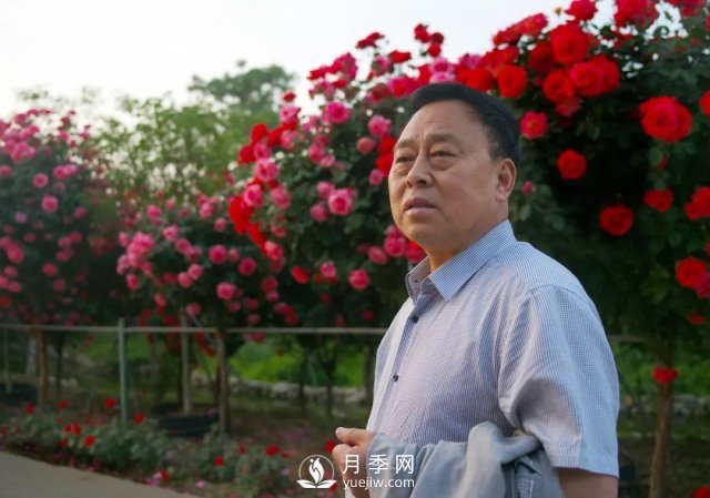 陜西韓城“月季王”——劉愛(ài)民(圖1)