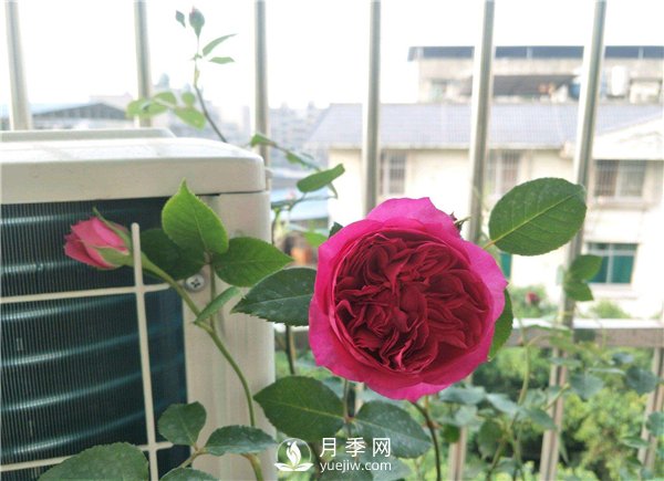 秋日胭脂月季，推薦特別香的切花月季(圖1)