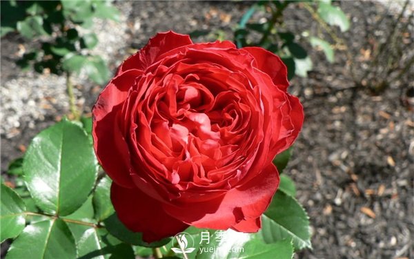 茶花女月季，值得推薦的切花月季(圖3)