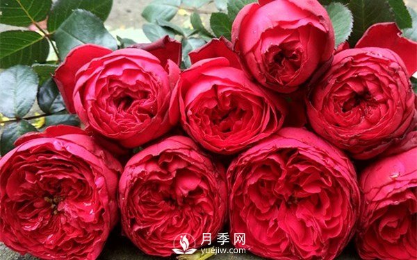 茶花女月季，值得推薦的切花月季(圖1)