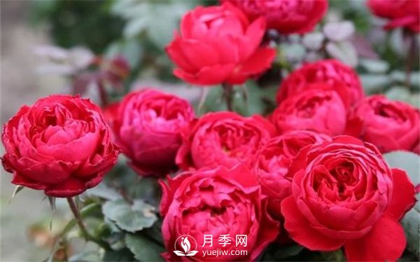 茶花女月季，值得推薦的切花月季(圖2)