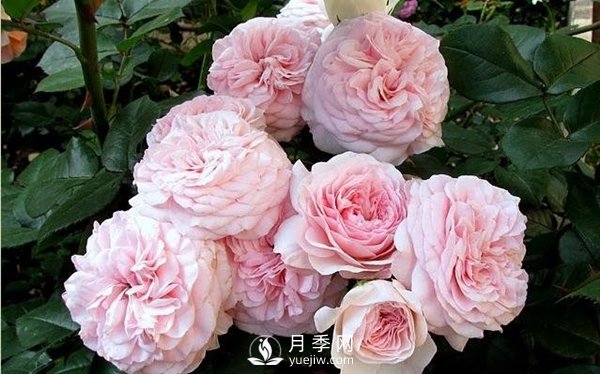 哪些因素決定花卉苗木價(jià)格？(圖1)