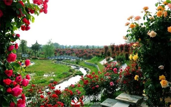 月季如何才能多開(kāi)花？月季怎么開(kāi)花多？(圖3)