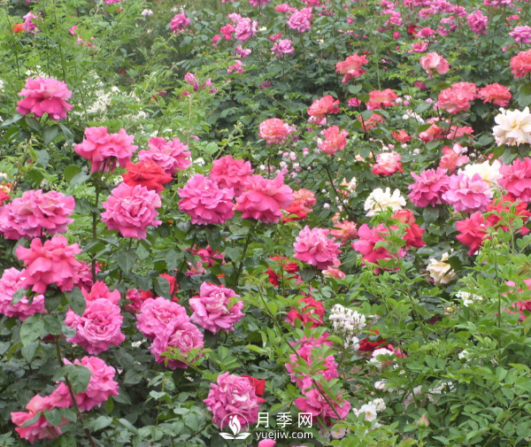 月季夏季高溫時(shí)要如何養護呢？(圖1)