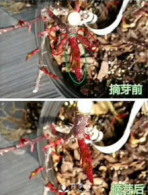 初春，月季抹芽攻略，一定要知道的五大原則(圖1)