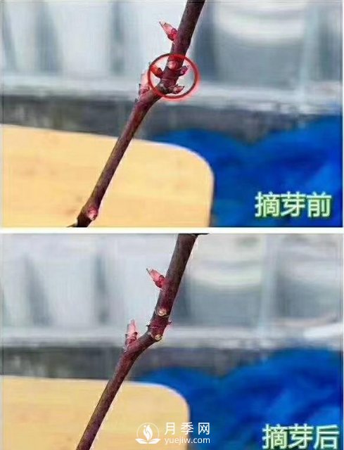 初春，月季抹芽攻略，一定要知道的五大原則(圖2)