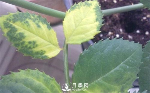 月季黃葉，干枯的幾大原因，您中招了嗎？(圖1)