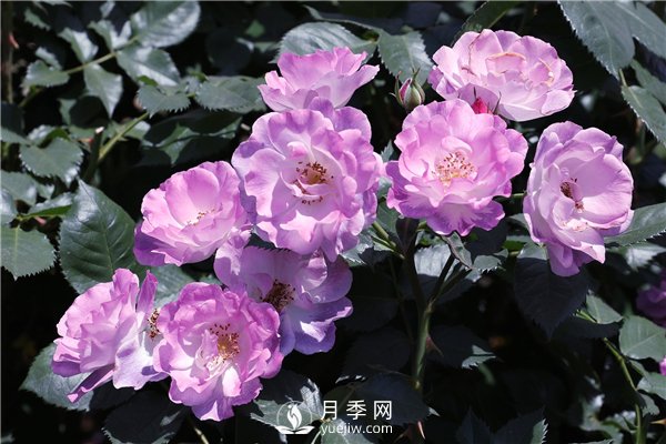養月季花前你應該先了解這3件事！(圖2)
