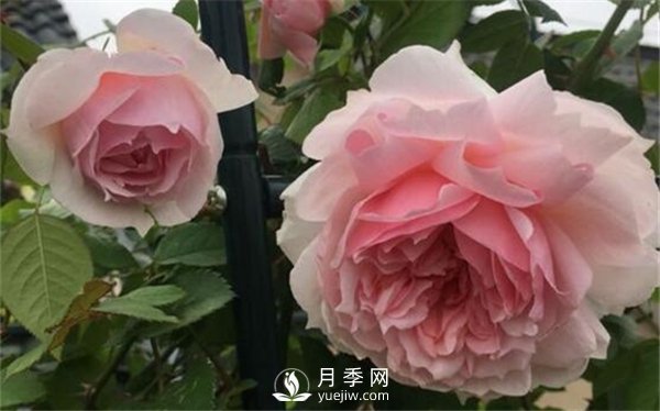 養月季花前你應該先了解這3件事！(圖1)