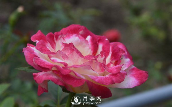 月季花的養殖方法和注意事項有哪些(圖1)