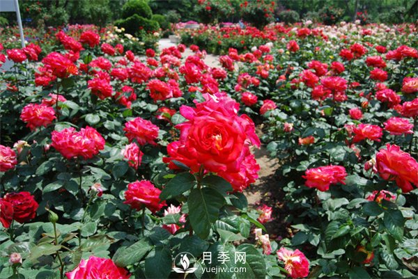 月季爛根的表現 有這三個(gè)癥狀要及時(shí)搶救(圖1)