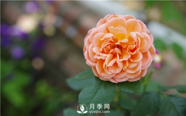 月季花怎么栽種更好，養護時(shí)應注意什么？(圖1)
