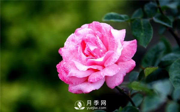 月季花怎么栽種更好，養護時(shí)應注意什么？(圖3)