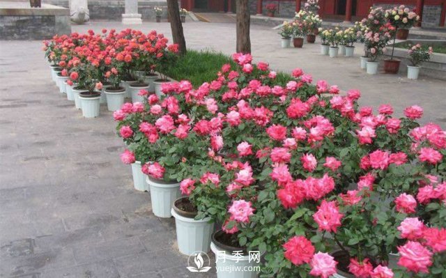 干貨來(lái)襲，月季花如何扦插及養護！(圖1)