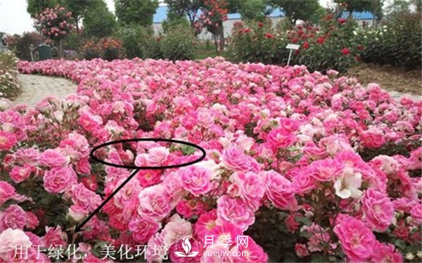 月季與玫瑰的區別(圖集講解)(圖11)