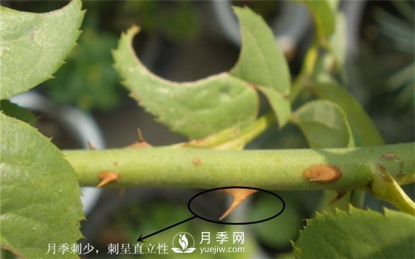 月季與玫瑰的區別(圖集講解)(圖3)