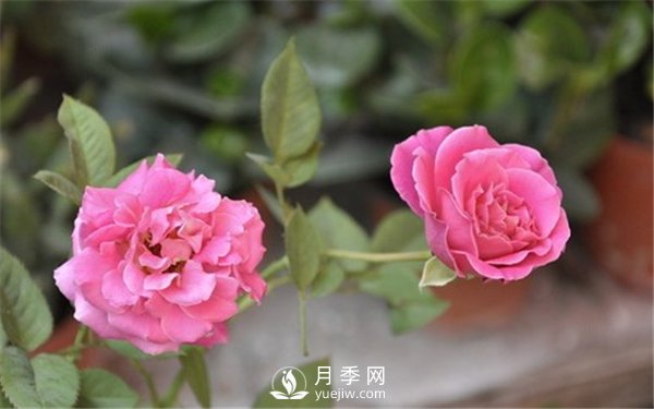 月季與玫瑰的區別(圖集講解)(圖15)