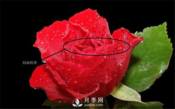 月季與玫瑰的區別(圖集講解)(圖6)
