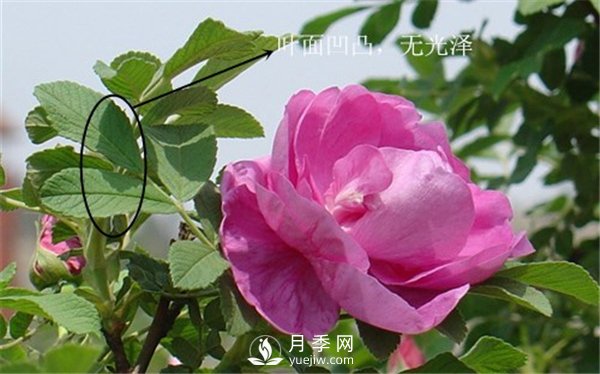 月季與玫瑰的區別(圖集講解)(圖8)