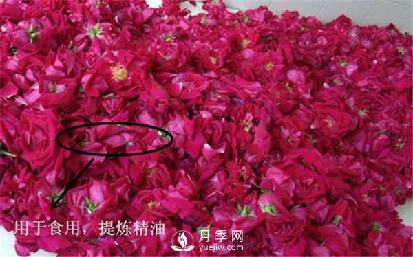 月季與玫瑰的區別(圖集講解)(圖12)