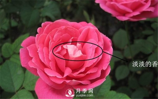 月季與玫瑰的區別(圖集講解)(圖5)