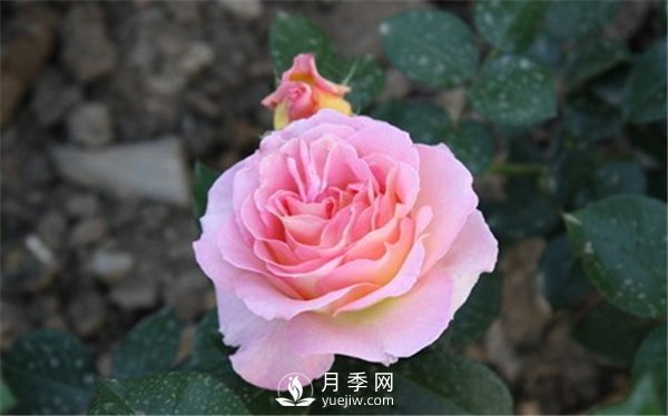 月季與玫瑰的區別(圖集講解)(圖14)