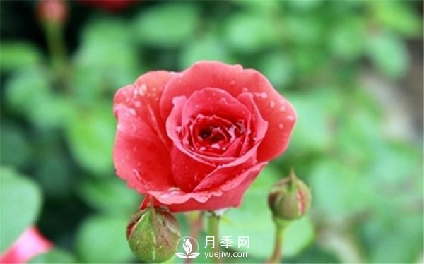 月季與玫瑰的區別(圖集講解)(圖2)