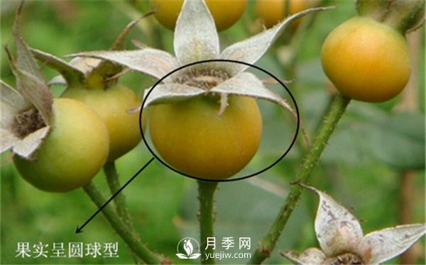 月季與玫瑰的區別(圖集講解)(圖9)