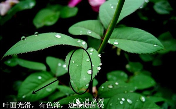 月季與玫瑰的區別(圖集講解)(圖7)
