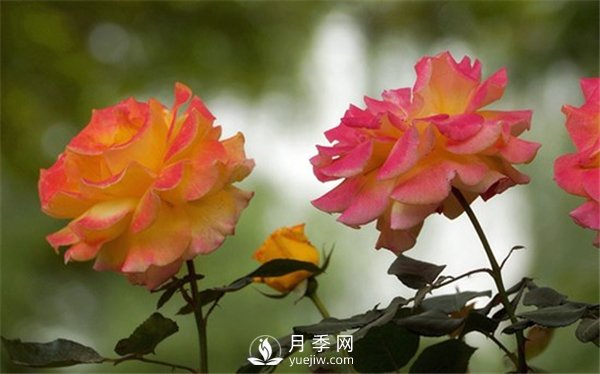 月季與玫瑰的區別(圖集講解)(圖13)