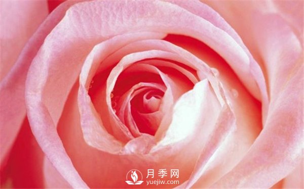 月季與玫瑰的區別(圖集講解)(圖16)
