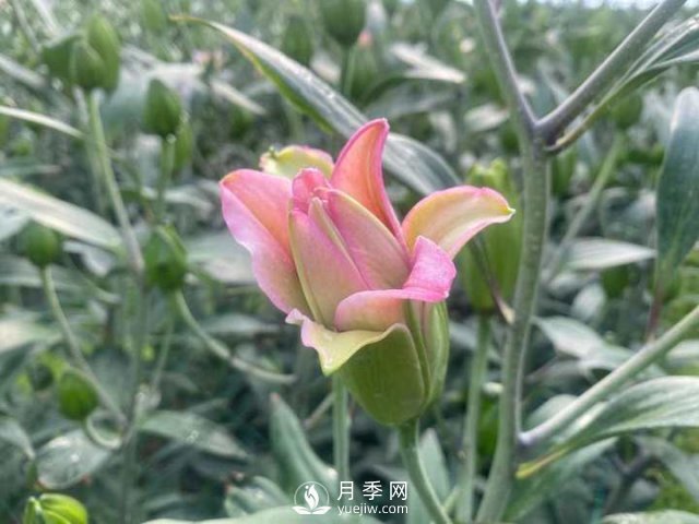 浙江成功引種玫瑰百合，它究竟是月季，還是百合？(圖1)