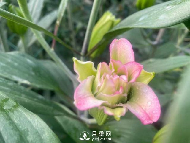 浙江成功引種玫瑰百合，它究竟是月季，還是百合？(圖12)