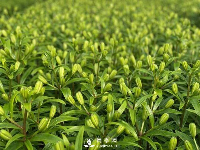 浙江成功引種玫瑰百合，它究竟是月季，還是百合？(圖13)