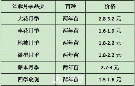2021年春季盆栽月季市場(chǎng)報價(jià) 盆花月季多少錢(qián)一棵？(圖1)
