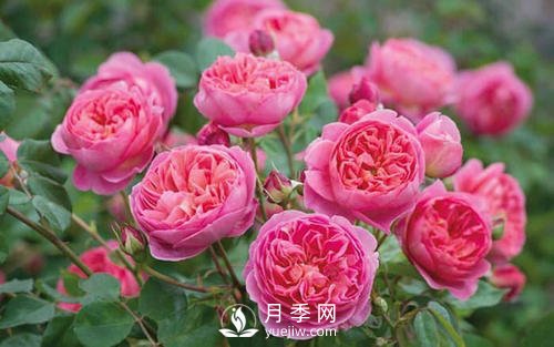 夢(mèng)之光環(huán)月季，顏值高花瓣一層層，太美了(圖5)