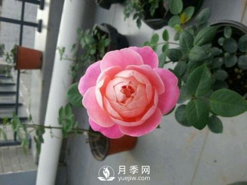 夢(mèng)之光環(huán)月季，顏值高花瓣一層層，太美了(圖1)