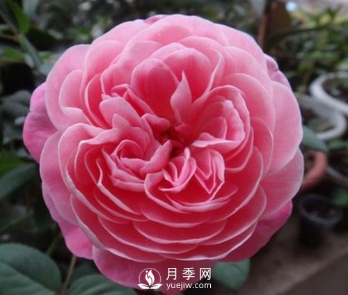 夢(mèng)之光環(huán)月季，顏值高花瓣一層層，太美了(圖4)