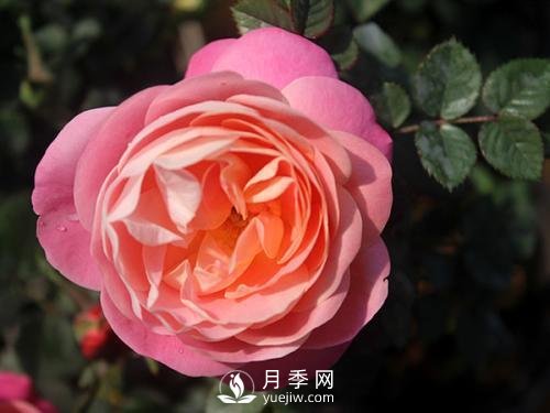夢(mèng)之光環(huán)月季，顏值高花瓣一層層，太美了(圖3)