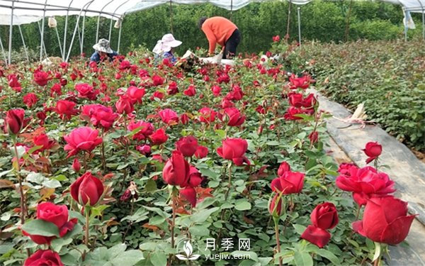 老棵月季苗批發(fā)價(jià)格多少？多年生月季苗成活率高？(圖1)