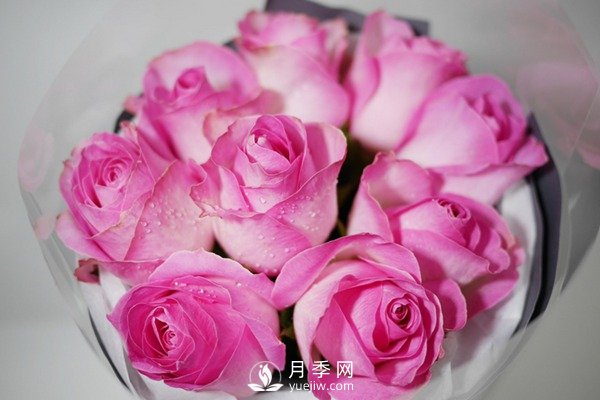 切花月季嫁接苗如何栽培？(圖1)