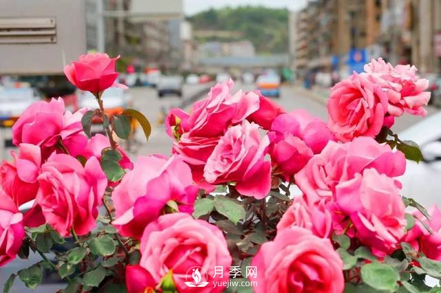 城區景觀(guān)道新栽種月季，要注意三個(gè)點(diǎn)(圖1)