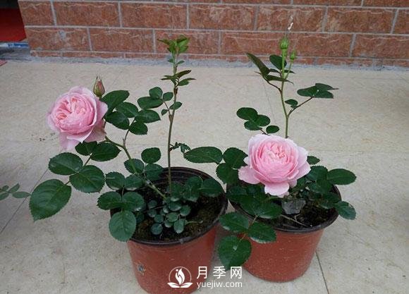 種養月季要多大的花盆合適？(圖1)