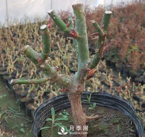 切花月季的栽培技術(shù)有哪些需要大家了解的您知道嗎？(圖1)