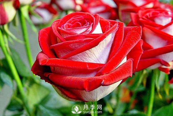 現代月季按開(kāi)花樣式通常分以下類(lèi)型，快來(lái)看看吧(圖1)