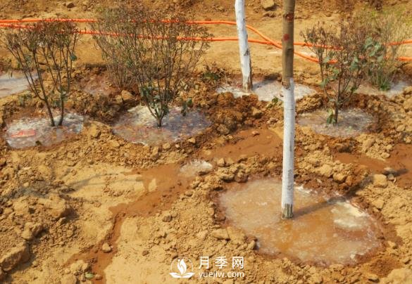 樹(shù)木栽植時(shí)應做好根部的哪些護理？(圖1)