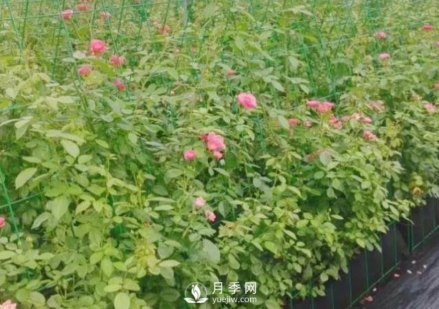 什么時(shí)候適合種月季，這樣做提高月季成活率(圖1)