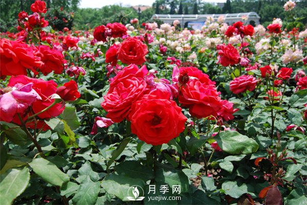 春季苗木施肥養護管理方法(圖1)