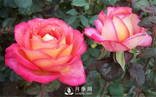 夏季太陽(yáng)大，沒(méi)幾種花是不怕暴曬，大花月季的6個(gè)傷不起(圖1)